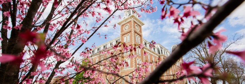 Cherry tree in front of Old Main