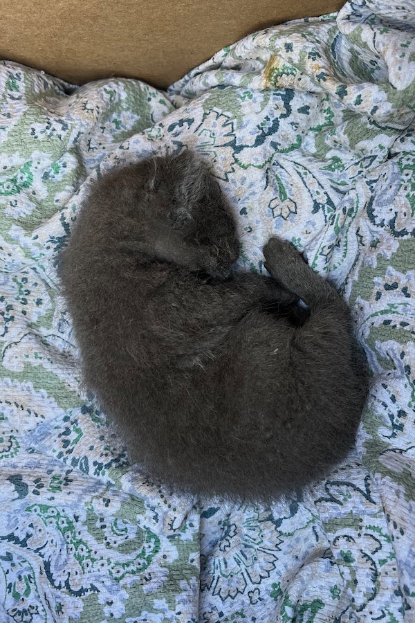 Kitten Asteroid Destroyer